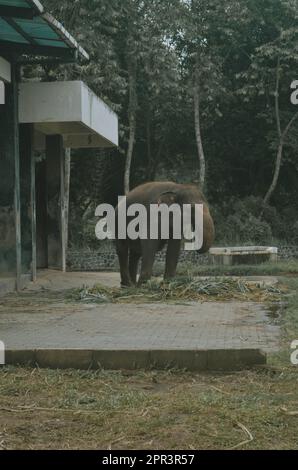 un éléphant mangeant de l'herbe dans le zoo Banque D'Images