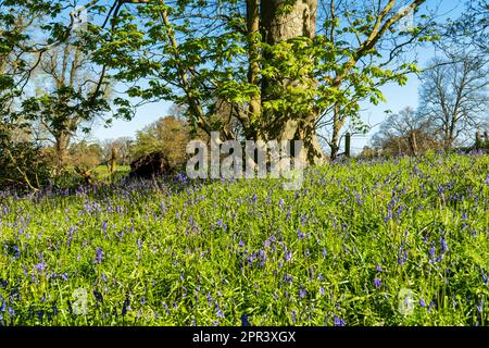 Bluebell Woodland de printemps à Shropshire, Royaume-Uni Banque D'Images