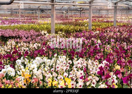 Orchid dans une pépinière d'orchidées- GreenBalanz Kuddestaart Hollande. fotografie vvbvanbree Banque D'Images