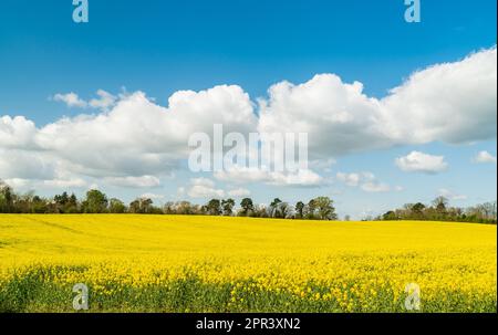 Colza jaune vif (canola) dans un champ de Shropshire, au Royaume-Uni, lors d'une belle journée de printemps Banque D'Images