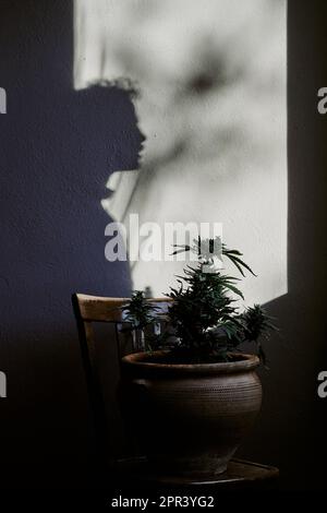 silhouette d'un jeune homme qui fume de la marijuana devant une plante de cannabis. concept de médicament Banque D'Images