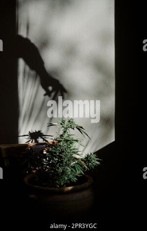 silhouette d'une main accrochant un bourgeon de marijuana sur un fond gris. Concept de cannabis et de drogues Banque D'Images