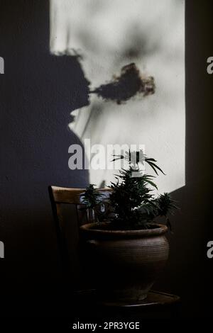 silhouette d'un jeune homme qui fume de la marijuana devant une plante de cannabis. concept de médicament Banque D'Images