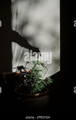 silhouette d'une main accrochant un bourgeon de marijuana sur un fond gris. Concept de cannabis et de drogues Banque D'Images