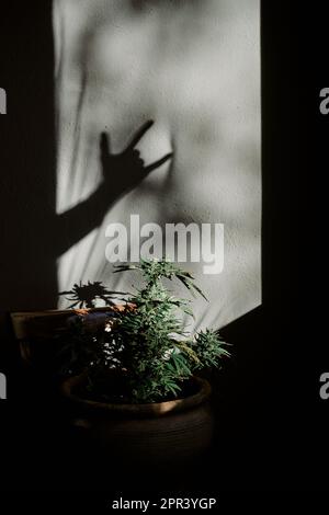 silhouette d'une main faisant le symbole de la roche, avec une plante de marijuana sur un fond gris. concept de médicament. Banque D'Images