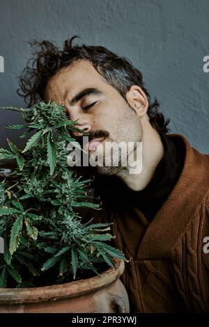 un jeune homme aux cheveux bruns appréciant, sentant, touchant et se retrouvant à côté de sa plante de marijuana. Cannabis concept. Banque D'Images