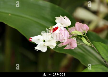 Bleeding Heart vine, le cœur-glorybower (Clerodendrum thomsoniae), fleurs Banque D'Images