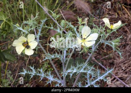 Coquelicot mexicain pâle, coquelicot mexicain (Argemone ochroleuca), floraison, îles Canaries, Grande Canarie Banque D'Images