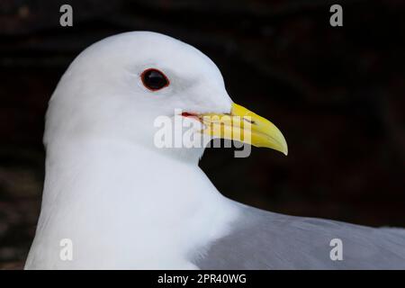 Kittiwake à pattes noires (Rissa tridactyla, Larus tridactyla), portrait, Scandinavie Banque D'Images