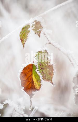 mûre de rubis (Rubus fruticosus agg.), feuilles avec du givre, Allemagne Banque D'Images