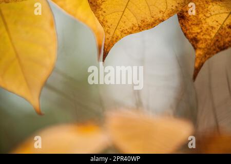 Knotweed japonais (Fallopia japonica, Reynoutria japonica), bouts de feuilles en automne, Allemagne Banque D'Images