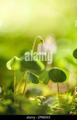 Sorbeur de bois, trèfle irlandais (Oxalis acétosella), sur terrain forestier en plein soleil, Allemagne Banque D'Images