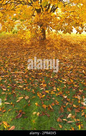 Châtaigne commune (Aesculus hippocastanum), chute de feuilles en automne, Allemagne Banque D'Images