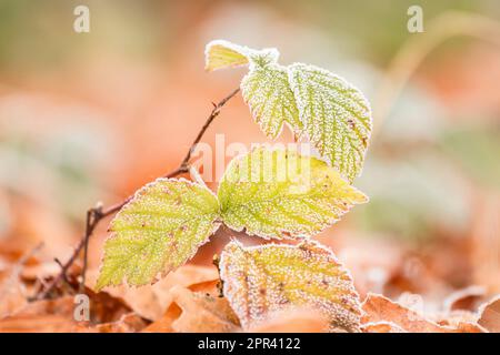 mûre de rubis (Rubus fruticosus agg.), feuilles avec du givre, Allemagne Banque D'Images