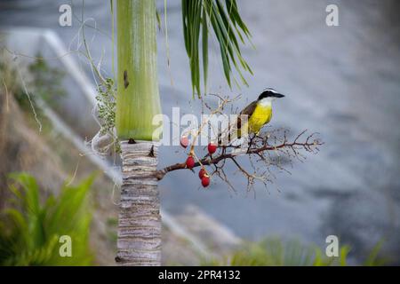 Un superbe Kiskadee se perche sur une branche de palmier ornée de baies rouges, ajoutant une touche de couleur à un cadre urbain tropical Banque D'Images