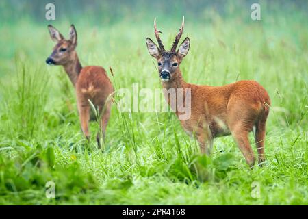 cerf de virginie, chevreuil, chevreuil de l'Ouest, chevreuil européen (Capreolus capreolus), doe et roebuck, couple, Allemagne, Basse-Saxe Banque D'Images
