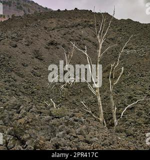 Arbre mort dans le flux de lave refroidi sur la pente sud de l'Etna, Italie, Sicile, Vilino Platania Banque D'Images