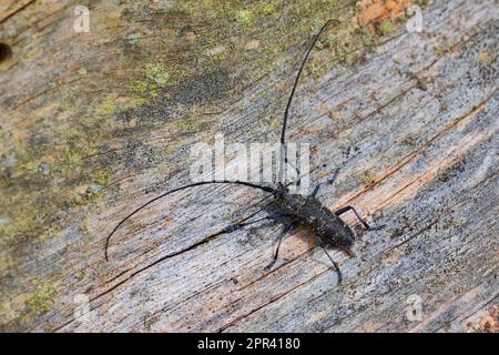 Petit coléoptère blanc marmoré, petit coléoptère blanc marmoré (Monochamus sutor), mâle sur bois mort, Scandinavie Banque D'Images