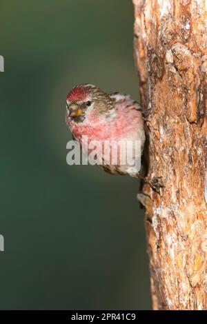 redpoll, Redpoll commun (Carduelis flammea flammea, Acanthis flammea flammea), mâle perché sur une tige d'arbre en plumage reproducteur, vue de face, Banque D'Images