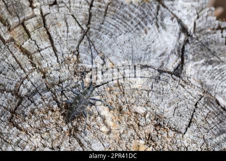 Petit dendroctone blanc marmoré, petit dendroctone blanc marmoré (Monochamus sutor), sur bois mort, vue dorsale, Scandinavie Banque D'Images
