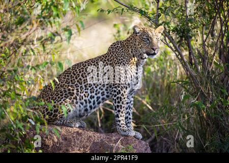 léopard (Panthera pardus), sans léopards assis dans un Bush et regardant dehors pour les proies, vue latérale, Kenya, parc national de Masai Mara Banque D'Images