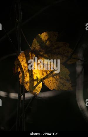 Érable sycamore, grande érable (Acer pseudoplatanus), feuille d'autum en contre-jour au coucher du soleil, Allemagne Banque D'Images