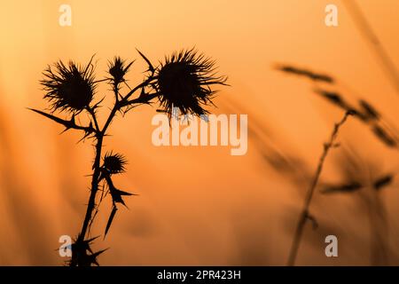 Chardon-Marie, chardon-Marie, chardon-Marie (Cirsium vulgare, Cirsium lanceolatum), chardon-Marie au coucher du soleil, Allemagne Banque D'Images