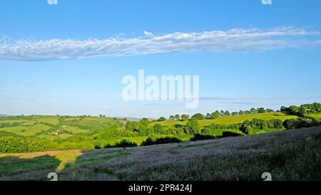 Longue formation de nuages altostratus ou stratus s'étendant dans le ciel au-dessus du paysage d'été des terres agricoles gallois dans Carmarthenshire Wales UK KATHY DEWITT Banque D'Images