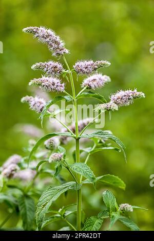 Maquereau-menthe, menthe Spear, menthe Spearmint (Mentha spicata), floraison, Allemagne Banque D'Images