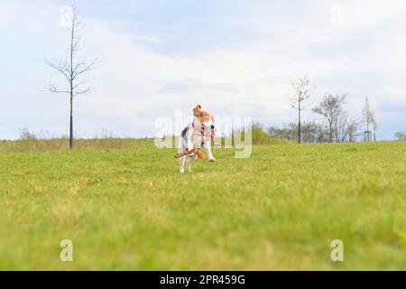 Un chiot de beagle court avec un jouet de tug dans sa bouche. Chien joueur courant dans la prairie. Tug de jouet de chien de guerre dans la bouche d'un chien. Banque D'Images