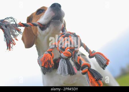 Gros plan d'un beagle et de son propriétaire jouant le remorqueur de la guerre avec un jouet de chien. Chien joueur et son jouet pour chien. Chien dans la prairie. Banque D'Images