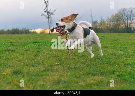 Mignon beagle chiot avec corde jouet chien. Chien courant dans la prairie. Chiot ludique avec jouet pour chien. Banque D'Images