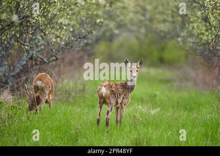 Cerf de Virginie et roebuck dans le verger pendant la saison d'accouplement, à la fin du printemps Banque D'Images