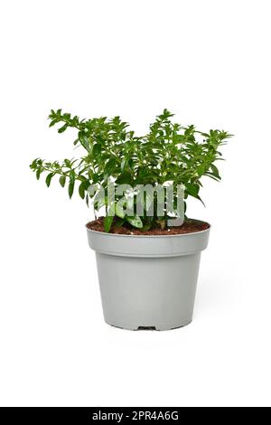 Plante en pot 'Cuphea Hyssopifolia' avec petites fleurs blanches sur fond blanc Banque D'Images