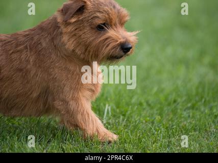 Norfolk Terrier marche sur l'herbe verte Banque D'Images