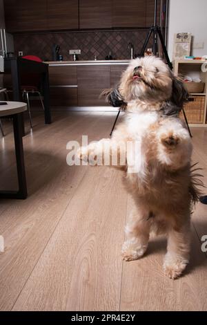 Photo de Shih Tzu jouant et se tenant sur ses pattes arrière à la maison Banque D'Images