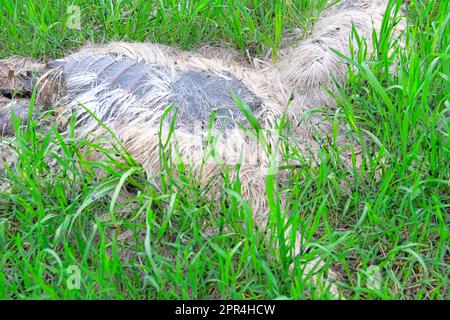 Gros plan d'un cerf mort. Les restes d'un cerf mort dans l'herbe de printemps. Cerf mort après la famine hivernale. Banque D'Images