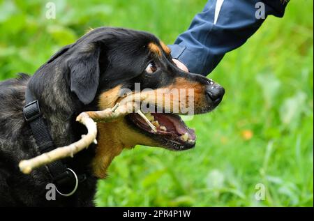 Labrador Rottweiler Cross jouant le remorqueur de la guerre avec le propriétaire, Berwickshire, Écosse Banque D'Images