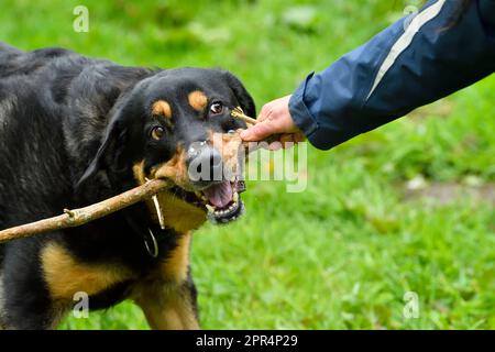 Labrador Rottweiler Cross jouant le remorqueur de la guerre avec le propriétaire, Berwickshire, Écosse Banque D'Images