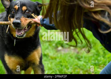 Labrador Rottweiler Cross jouant le remorqueur de la guerre avec le propriétaire, Berwickshire, Écosse Banque D'Images