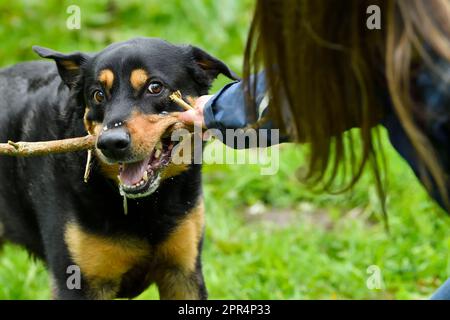 Labrador Rottweiler Cross jouant le remorqueur de la guerre avec le propriétaire, Berwickshire, Écosse Banque D'Images