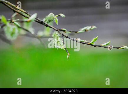 Photos de saules en gros plan sur fond vert Banque D'Images