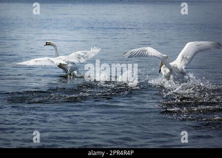 Deux adultes Mute Swan se battant , se chassant l'un l'autre dans l'eau. Un cygne blanc grignote un autre cygne avec son bec. Le cygne muet, nom latin Cygnus ol Banque D'Images