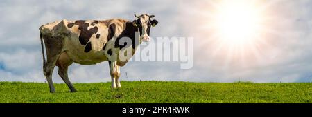une seule vache sur la prairie contre le ciel Banque D'Images