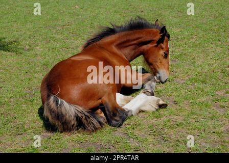 Clydesdale foal couché sur l'herbe Banque D'Images