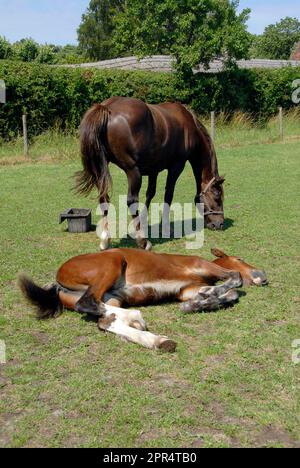 Clydesdale jument et foal, avec le foal couché sur l'herbe Banque D'Images