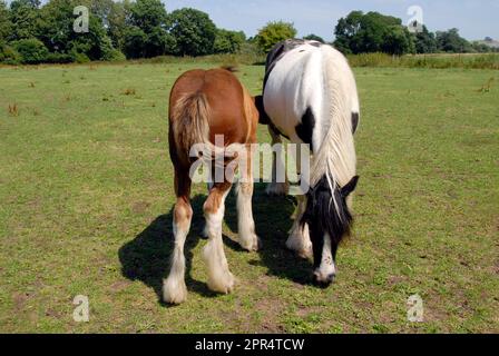 Clydesdale mare et foal dans le champ, Wiltshire, Angleterre Banque D'Images