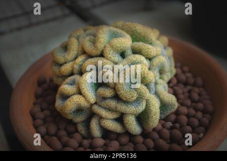 Le Cactus cérébral (Mammillaria elongata cristata) est un pille de cactus comme un cerveau humain dans un pot. Gros plan. Banque D'Images