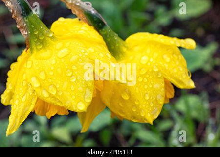 Gouttes de pluie sur des pétales jaunes de jonquilles sur un fond flou d'un jardin de printemps. Mise au point sélective. Gros plan. Banque D'Images