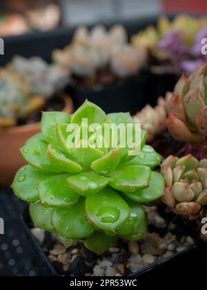 Le succulent Echevia (succrant rosette), cactus dans un pot noir sur fond marron. Mise au point sélective. Banque D'Images